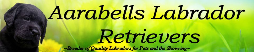 LABRADOR RETRIEVERS